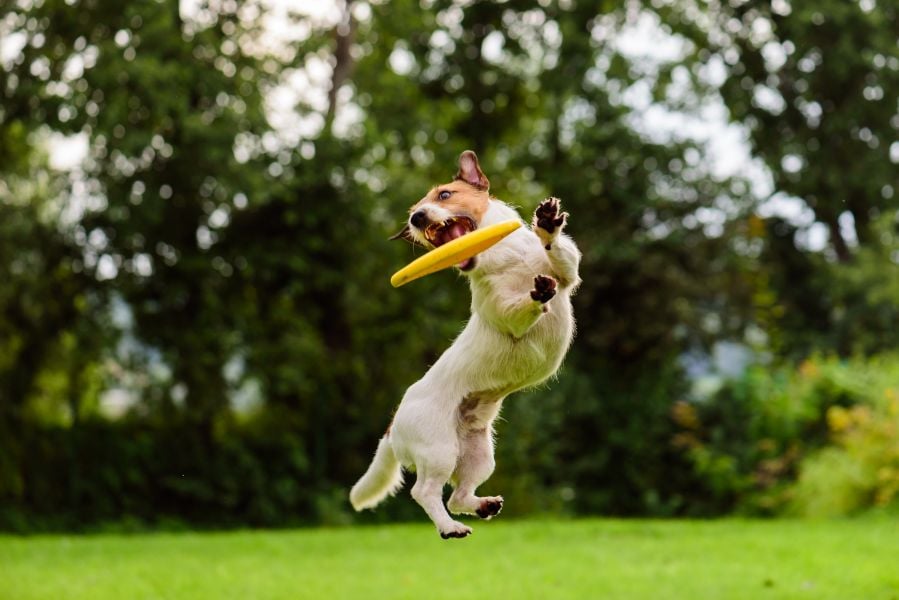 Train Your Dog in 30-Day