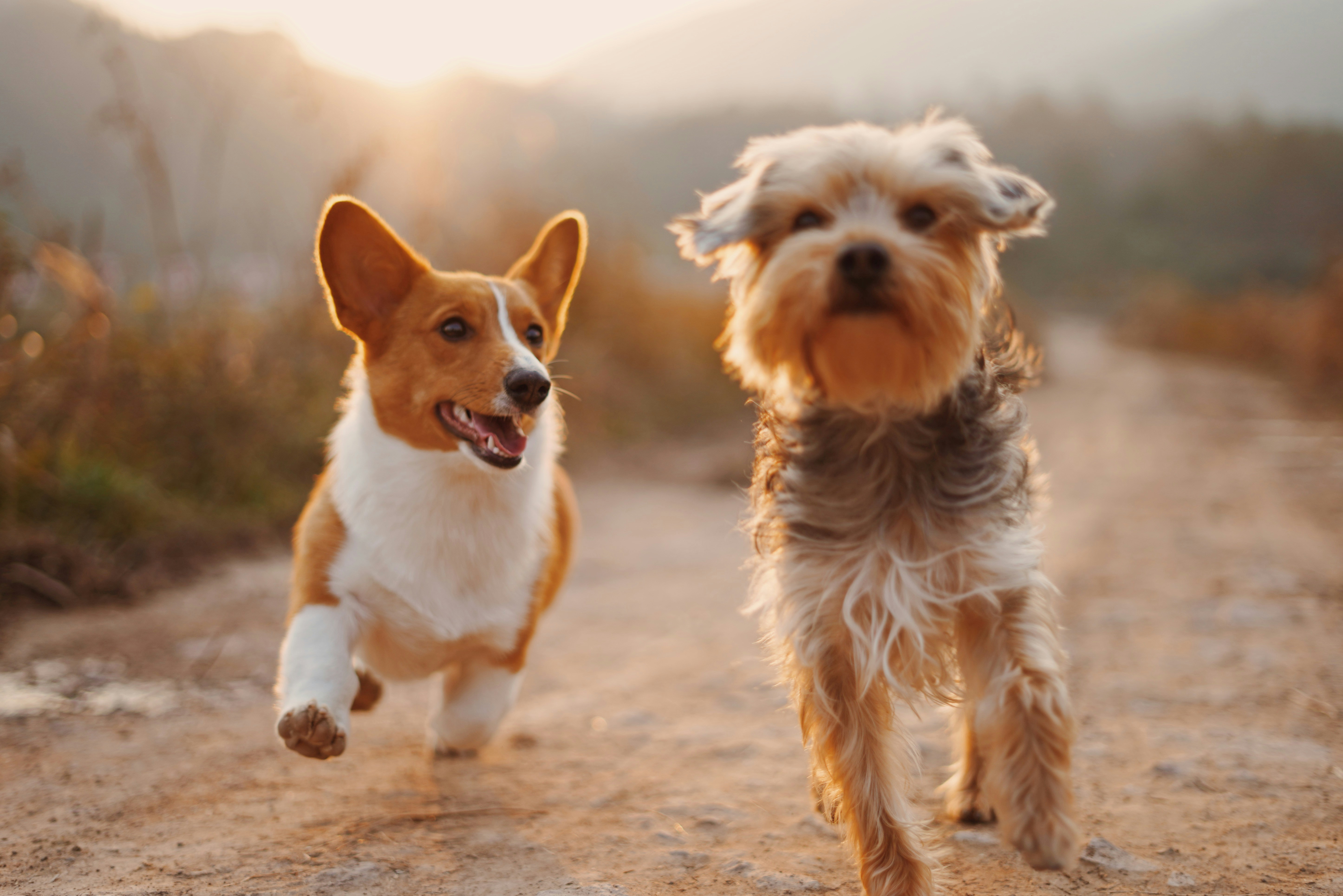 Gentle Paws Training
