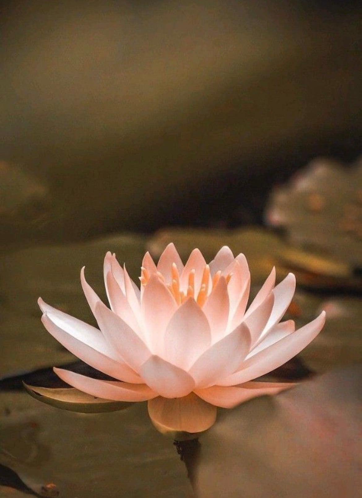 Lotus 