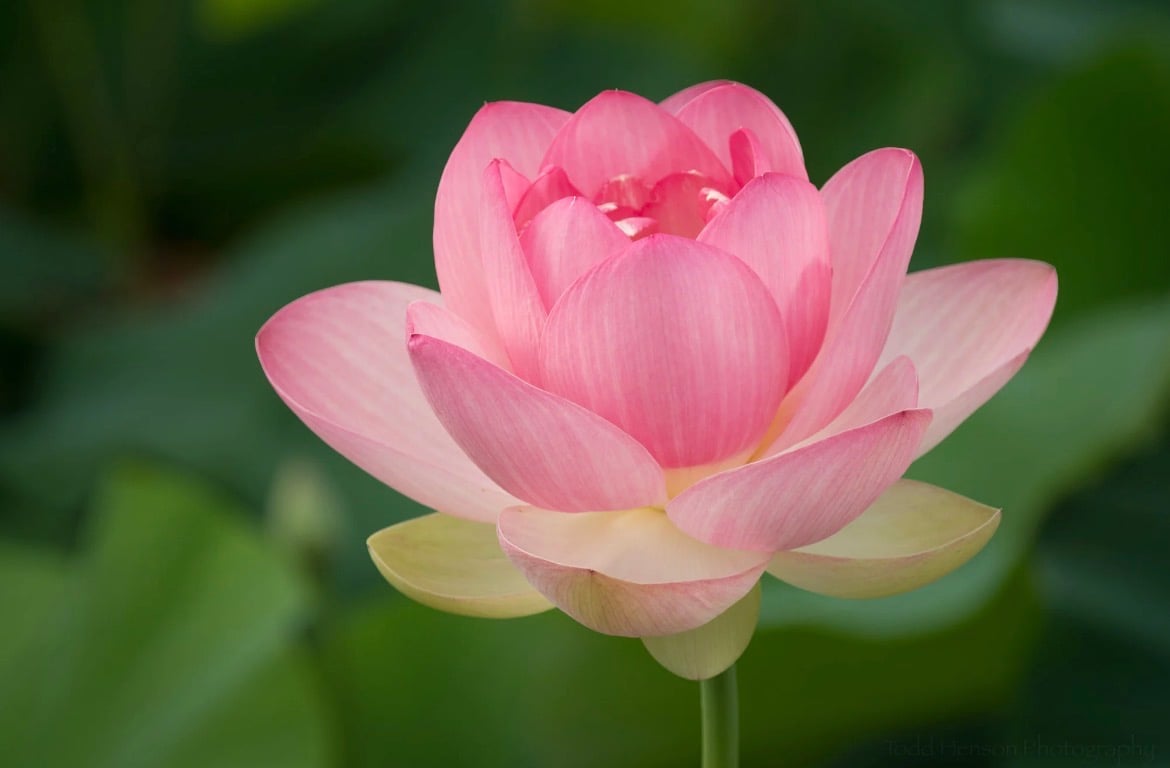 lotus blooms