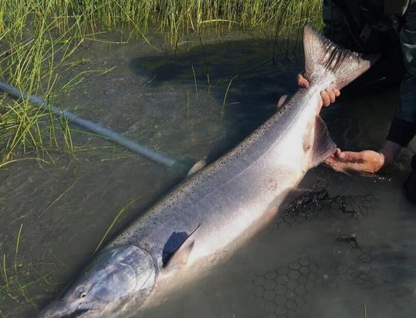 Fish4reel