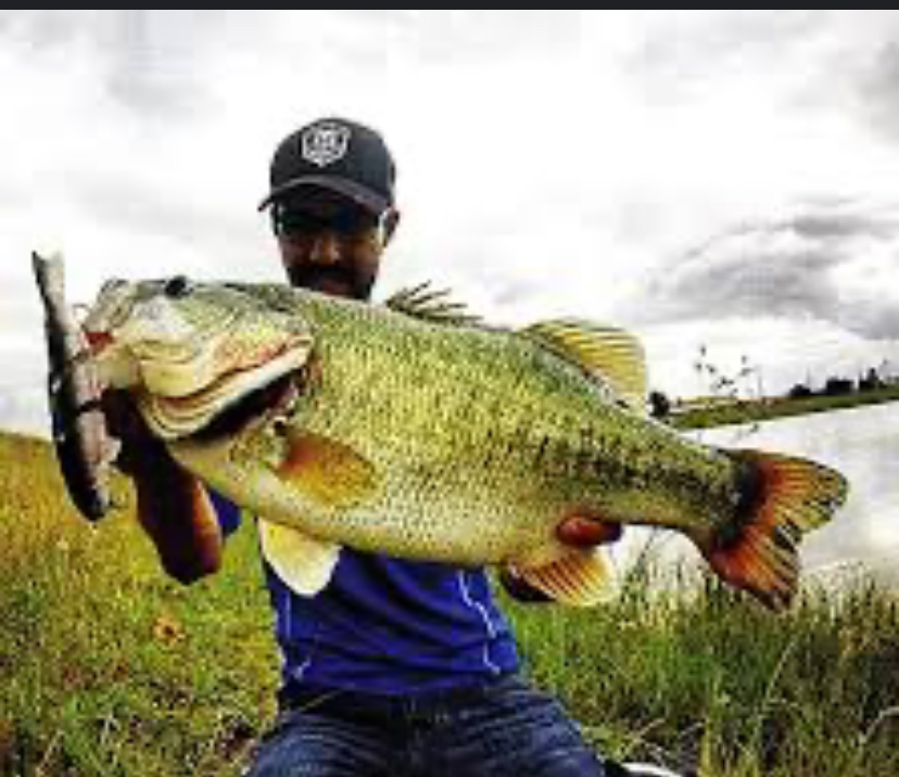 Fish4reel