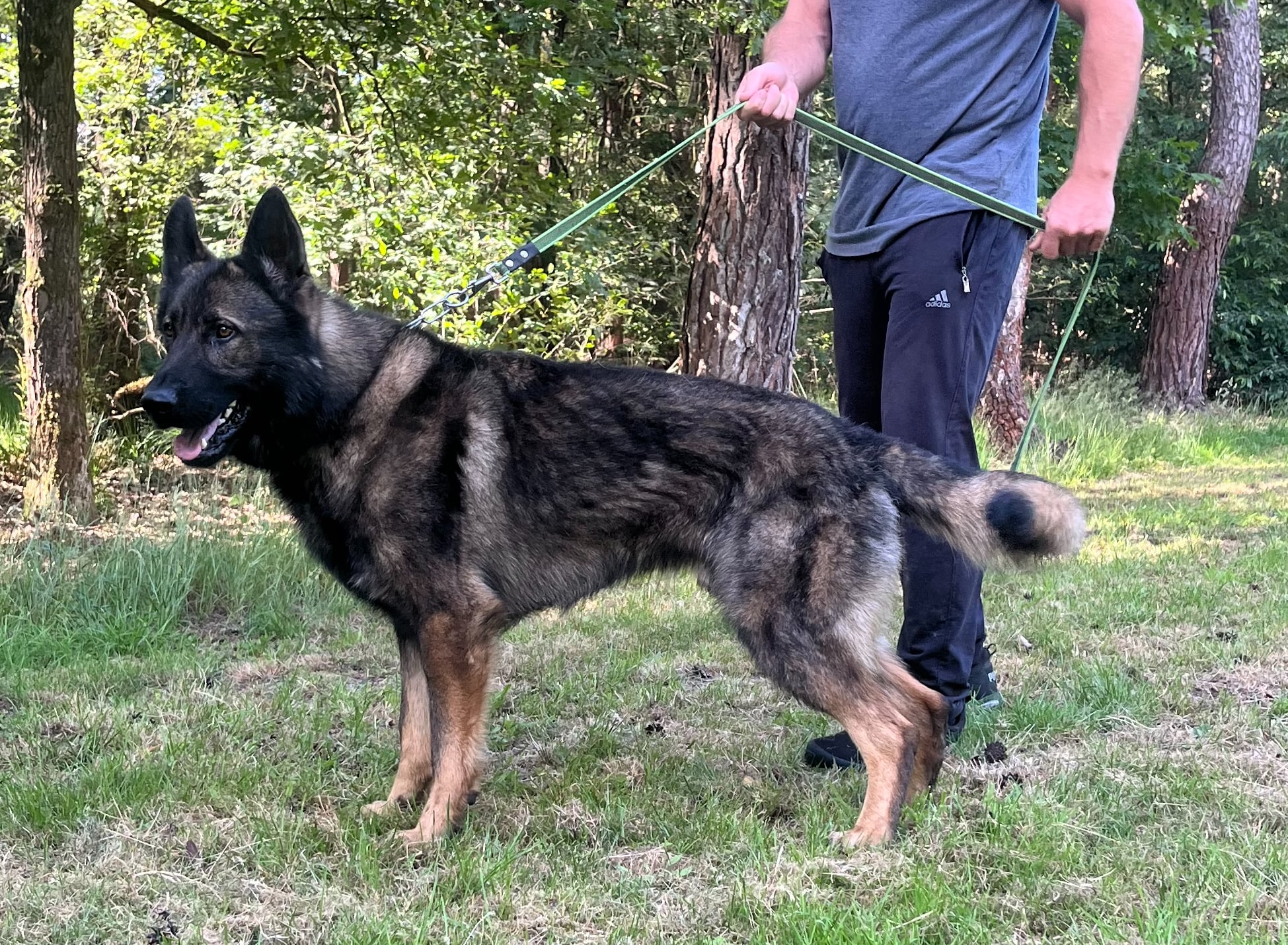 Hunter and White K-9 breeding 